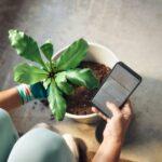 Person planting a houseplant and checking phone